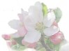 Blossoming Hearts Desires - www.jelila.com