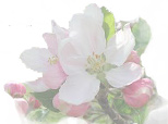 Would you like to Blossom your Hearts Desires? - www.jelila.com